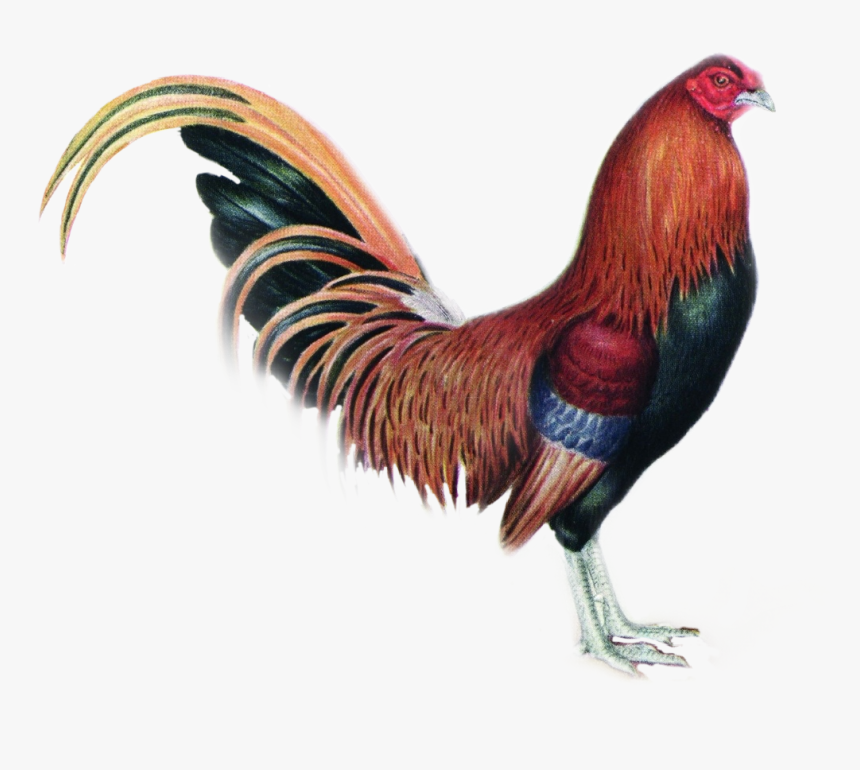 #gallo, HD Png Download