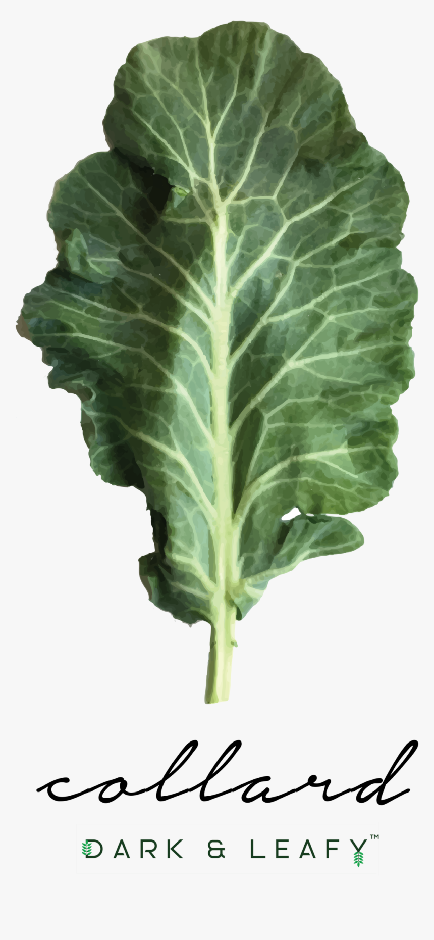 Collard Greens Png, Transparent Png