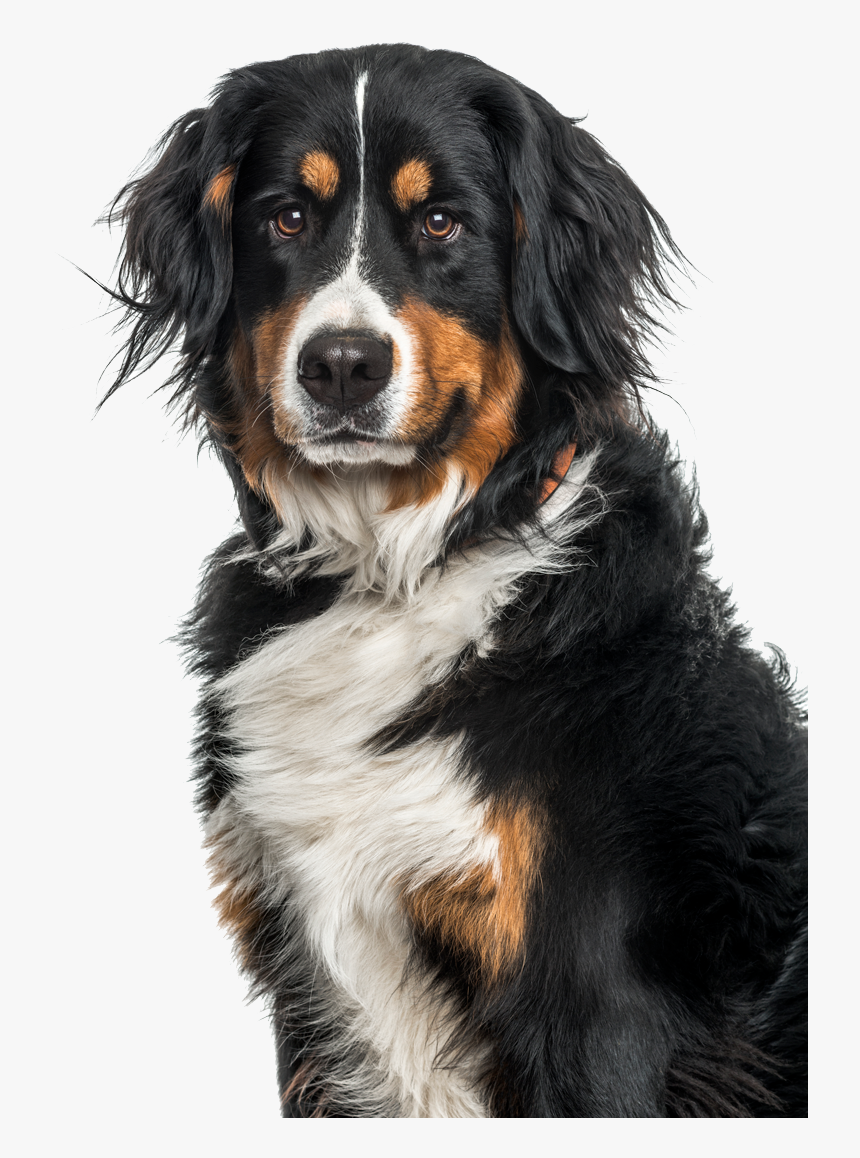 Dog Nose Png, Transparent Png