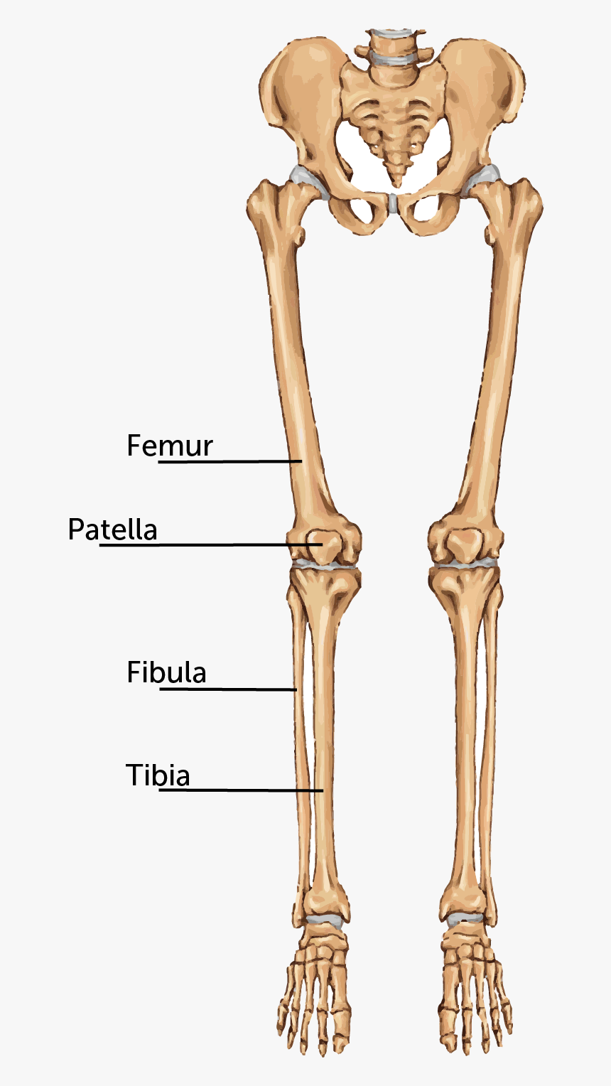Transparent Bone Leg, HD Png Download