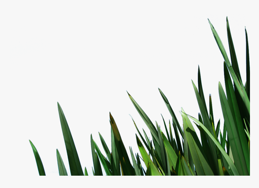 Free Clip Art Blades Of Grass Image Information, HD Png Download