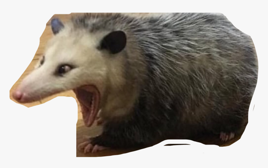 #possum #memes #opossum #freetoedit, HD Png Download