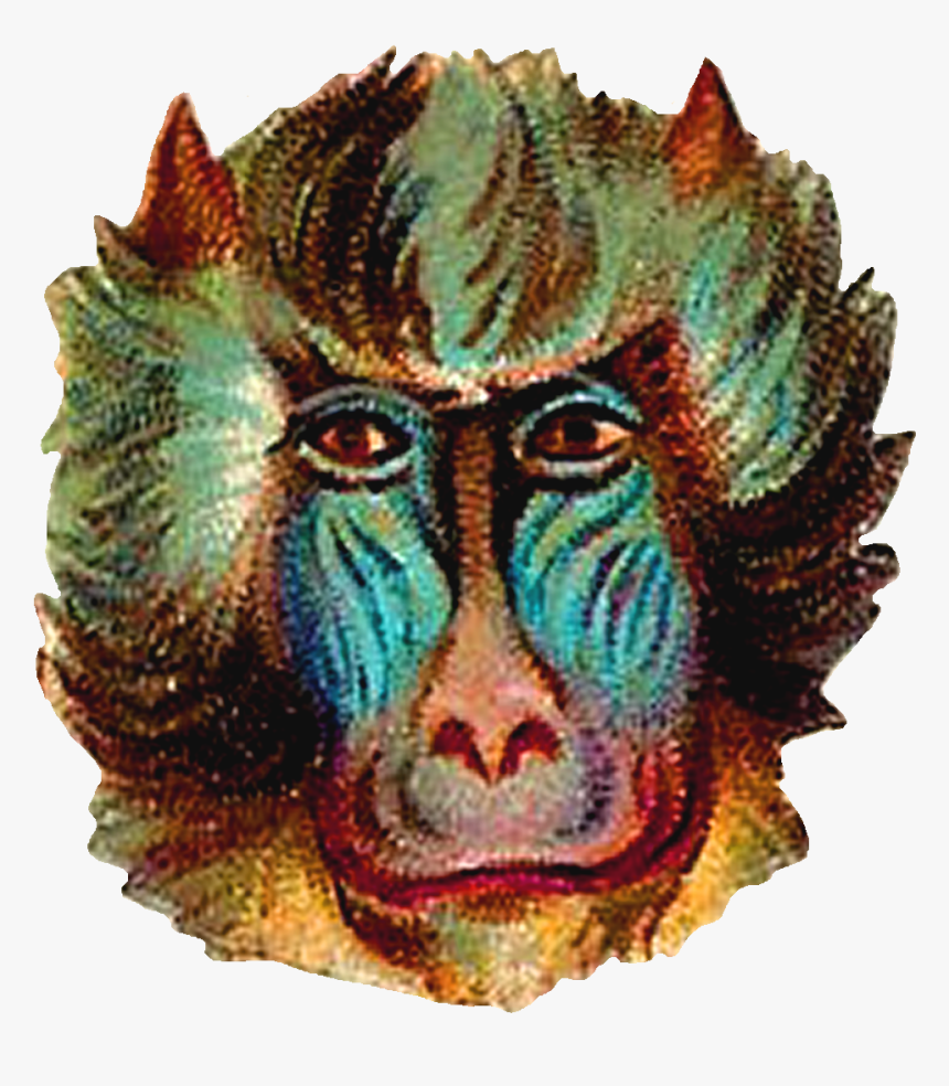 Funny Monkey Png, Transparent Png , Transparent Png Image - PNGitem