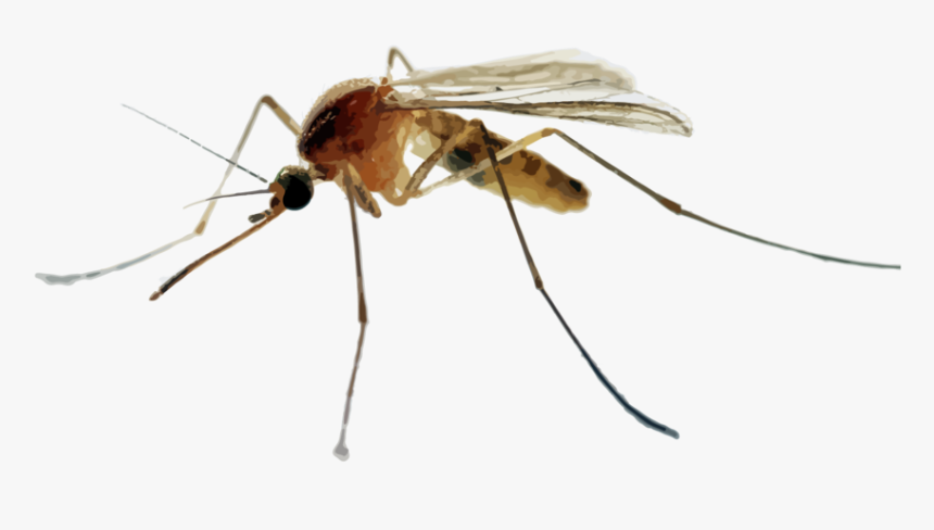 Hr Mosquitoes, HD Png Download