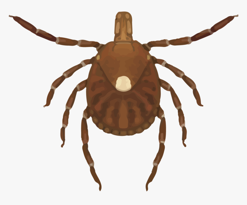 Female Lone Star Tick - Lone Star Tick, HD Png Download