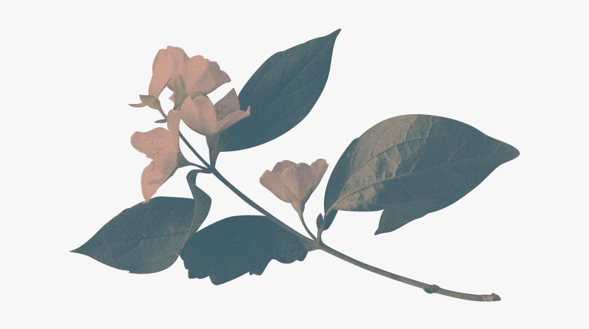 Banner, HD Png Download