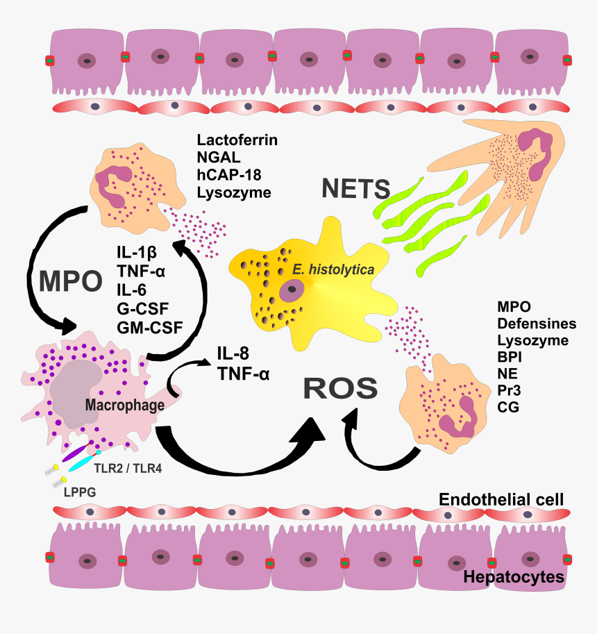 Parasite150072-fig2 Role Of Neutrophils In Rodent Amebic - Amoebic Liver Abscess Pathogenesis, HD Png Download