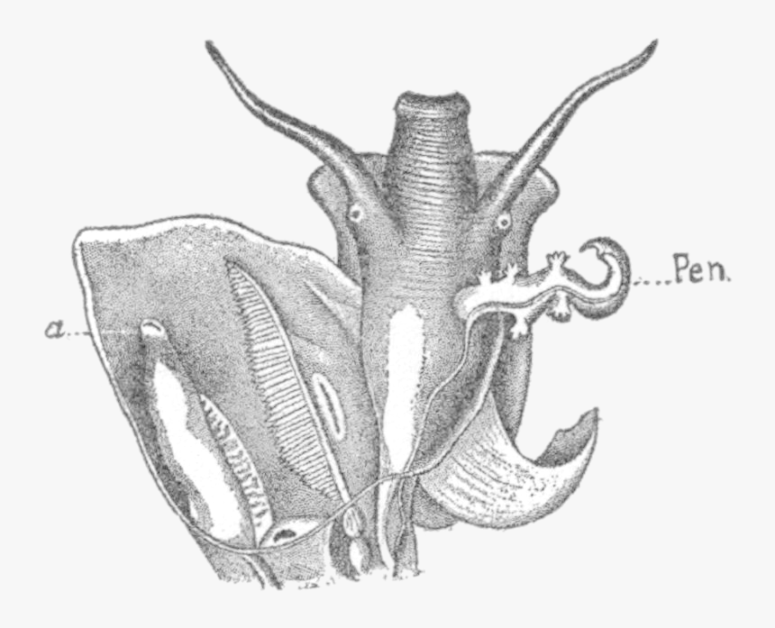 Littoridina Gaudichaudii 2 - Illustration, HD Png Download