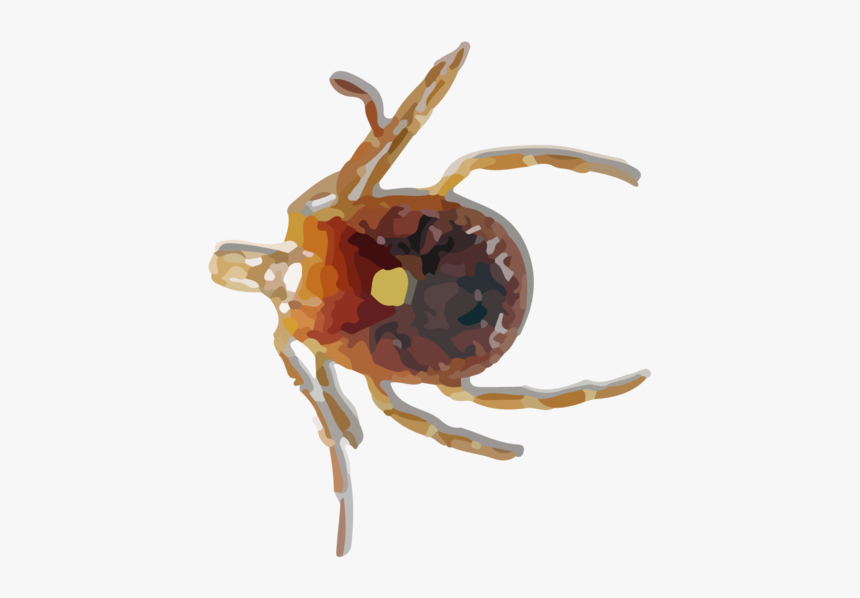 Tick Insect Png - Lone Star Tick, Transparent Png