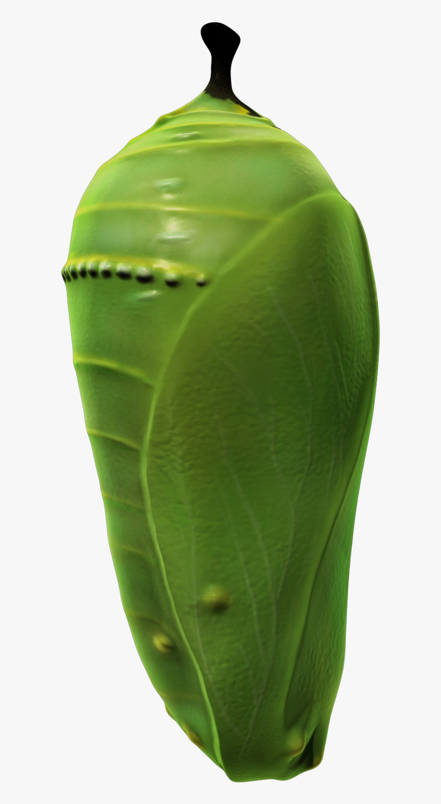 Pupa, HD Png Download