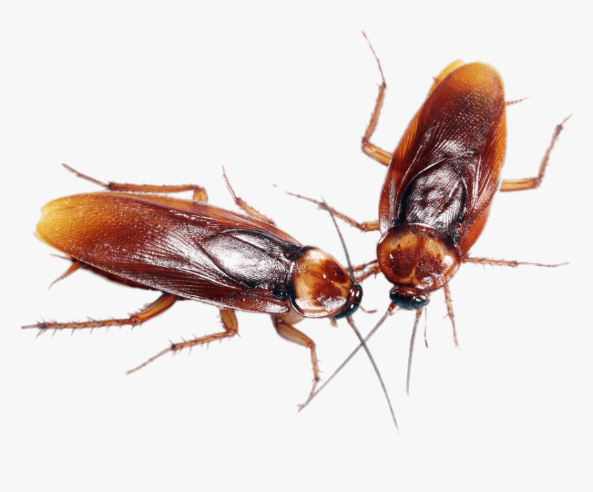 A Couple Of Cockroaches - Cafard Png, Transparent Png
