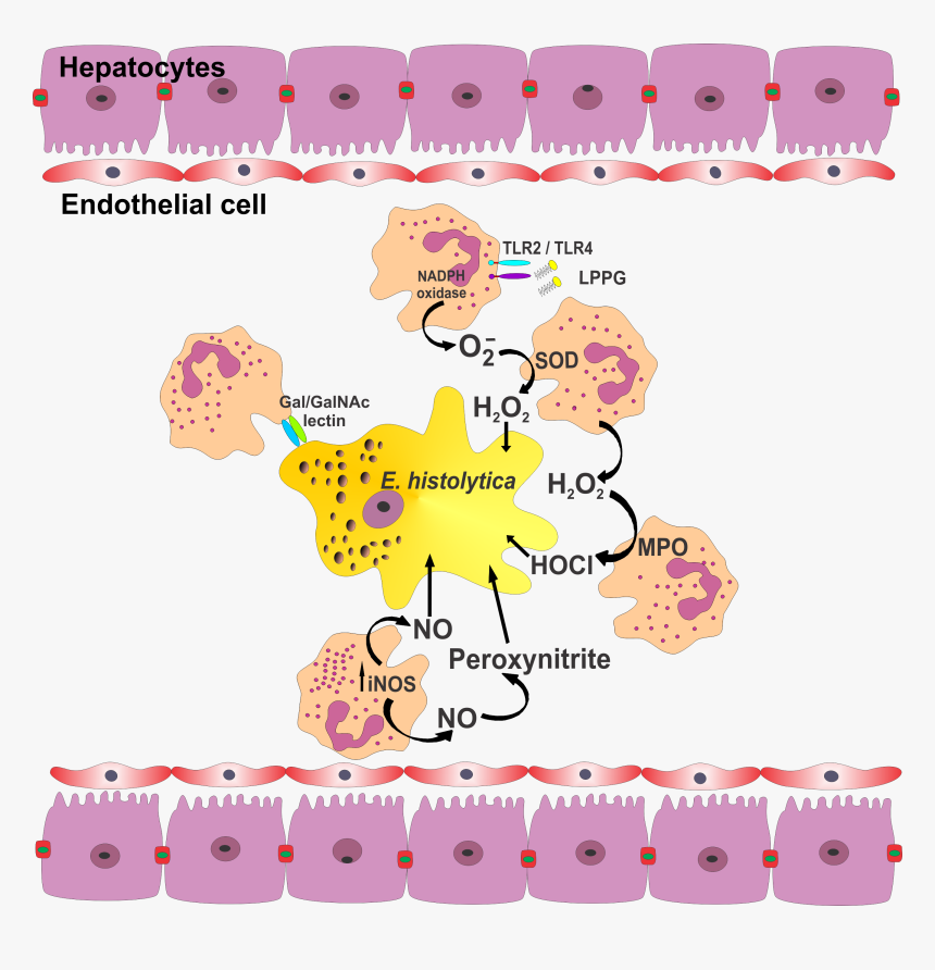 Parasite150072-fig1 Role Of Neutrophils In Rodent Amebic - Entamoeba Histolytica And Neutrophil, HD Png Download