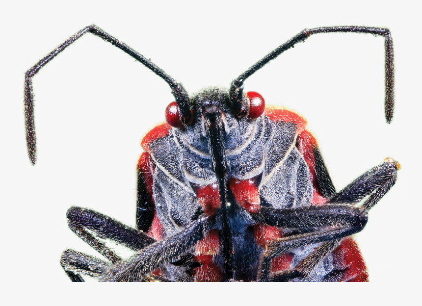 Boxelder Bug, HD Png Download