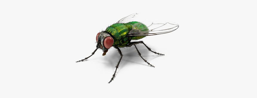 Green Fly Png Transparent File - Green Fly Png, Png Download