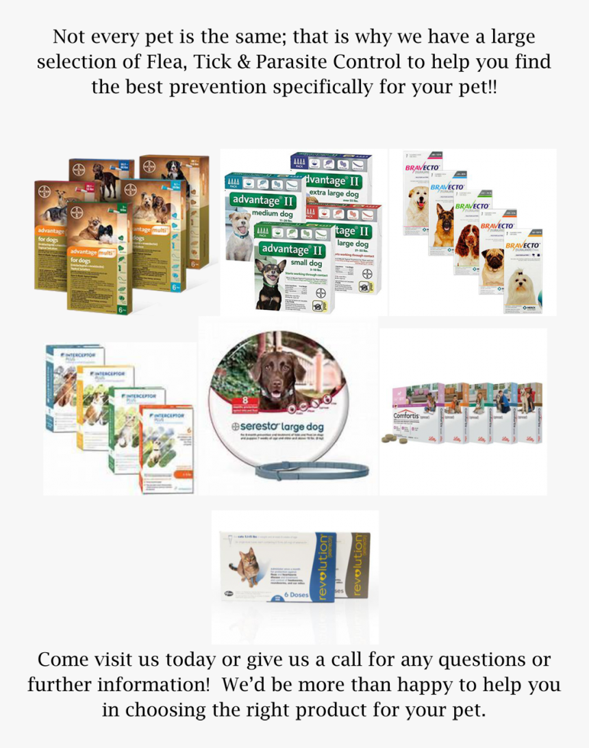 Transparent Fleas Clipart - Flyer, HD Png Download