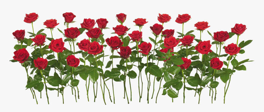 Rose Garden Transparent Background, HD Png Download