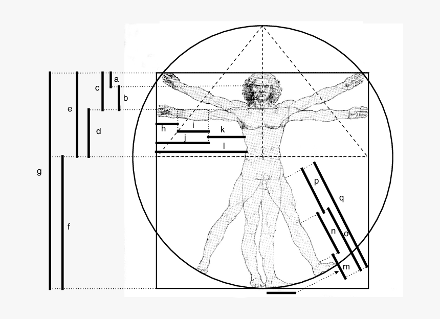 Transparent Leonardo Da Vinci Png - Leonardo Da Vinci Ergonomics, Png Download