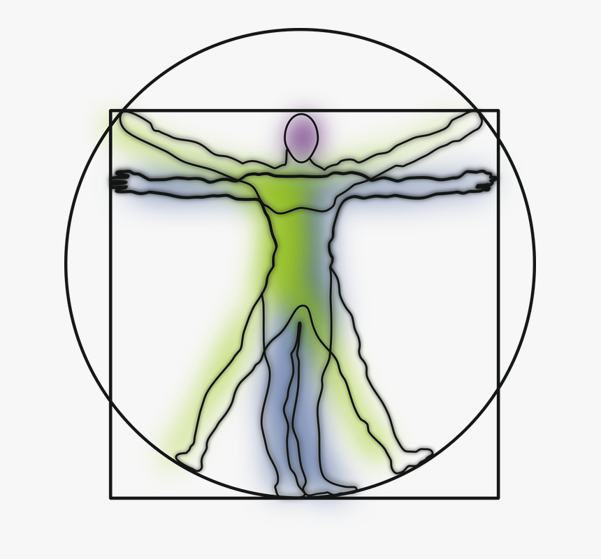Vitruvian Man, Anatomy, Science, Leonardo Da Vinci - Line Art Vitruvian Man, HD Png Download