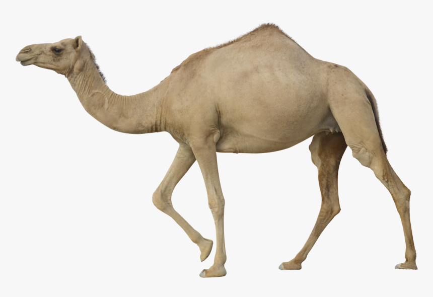 Download For Free Camel Png Image - Camel Png, Transparent Png