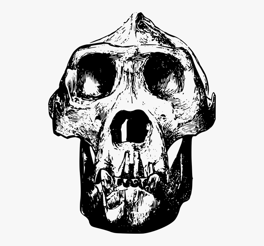 Animal, Bone, Gorilla, Head, Mammal, Skull - Gorilla Skull Clip Art, HD Png Download