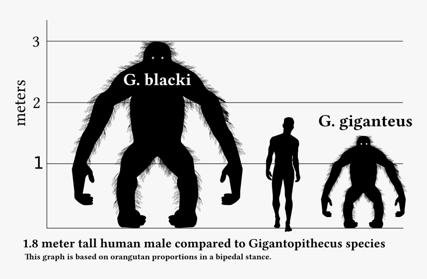 Transparent Gorilla Silhouette Png - Gigantopithecus Size, Png Download