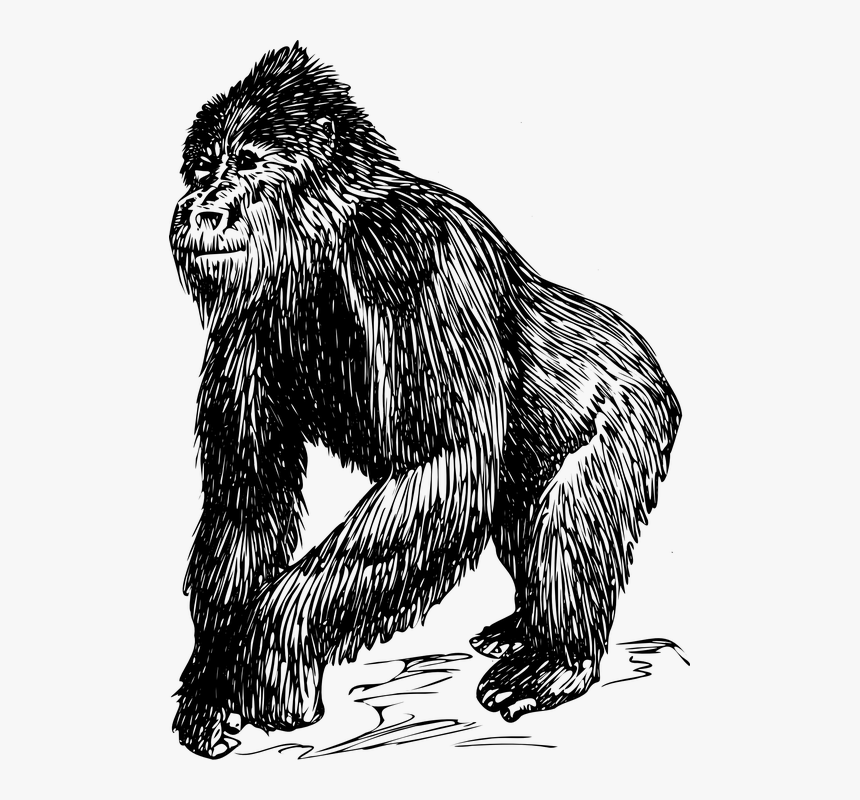 Gorilla, Animal, Ape, Biology, Mammal, Zoology - Animales De La Biologia, HD Png Download