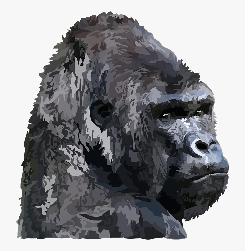Animal, Gorilla - Gorilla Gray Head Png, Transparent Png