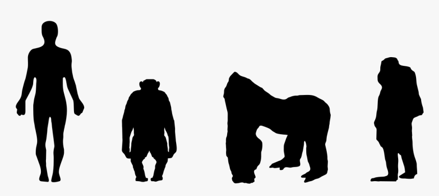 Chimp To Human Silhouette, HD Png Download