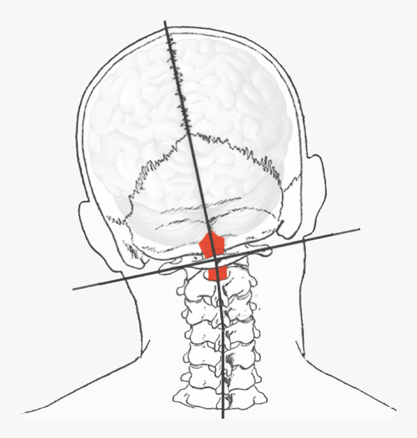Atlas Bone, HD Png Download