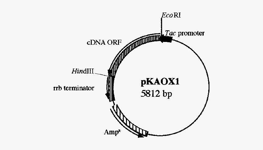 Circle, HD Png Download