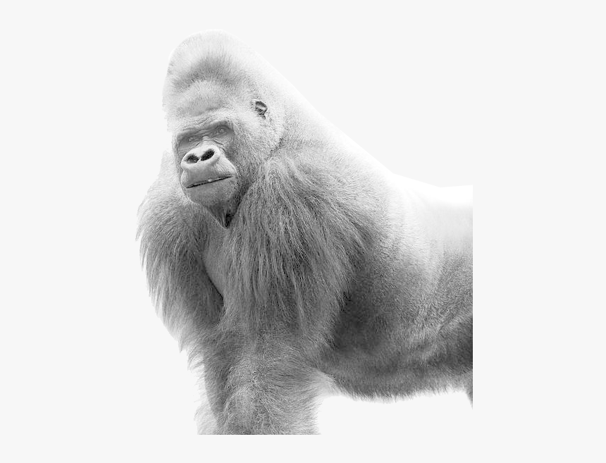 Lowland Gorilla,old World Monkey,snout,terrestrial - Black And White Gorilla, HD Png Download