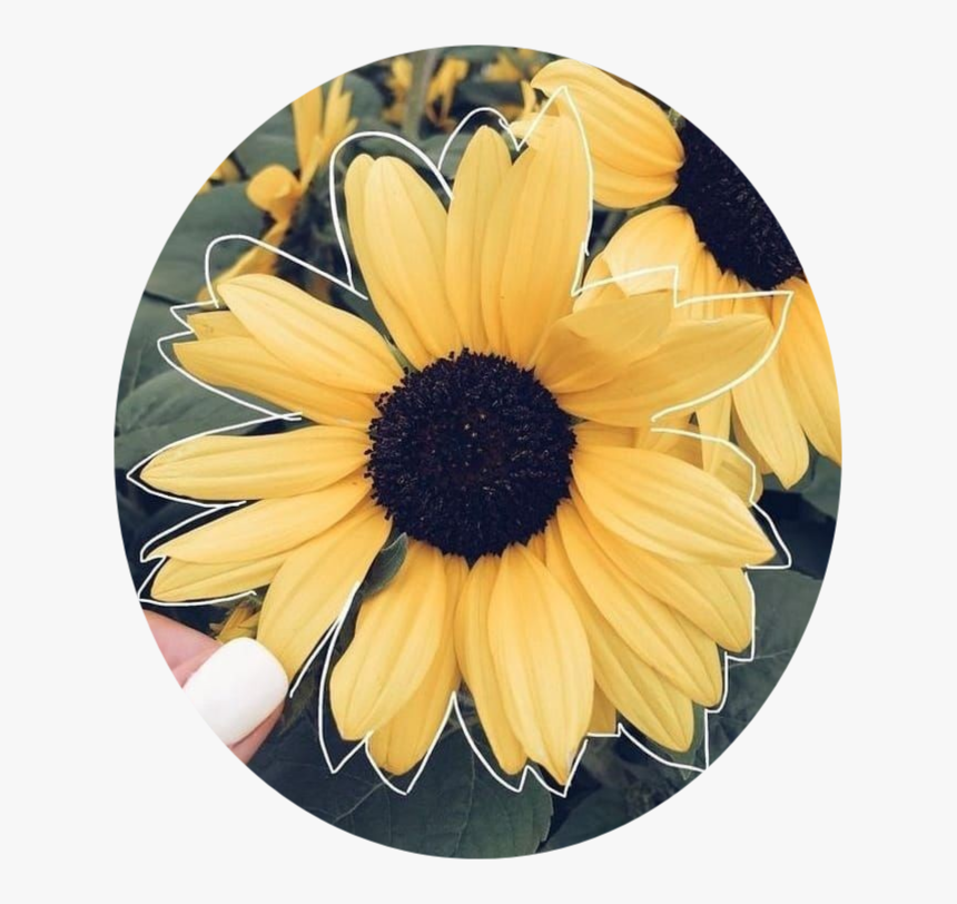 #yellow #yellowaesthetic #aesthetic #tumblr #sunflowers🌻💛🌻, HD Png Download