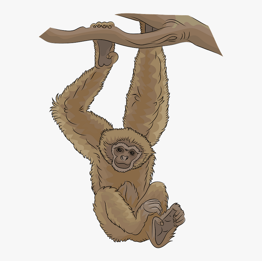 Gibbon Clipart, HD Png Download