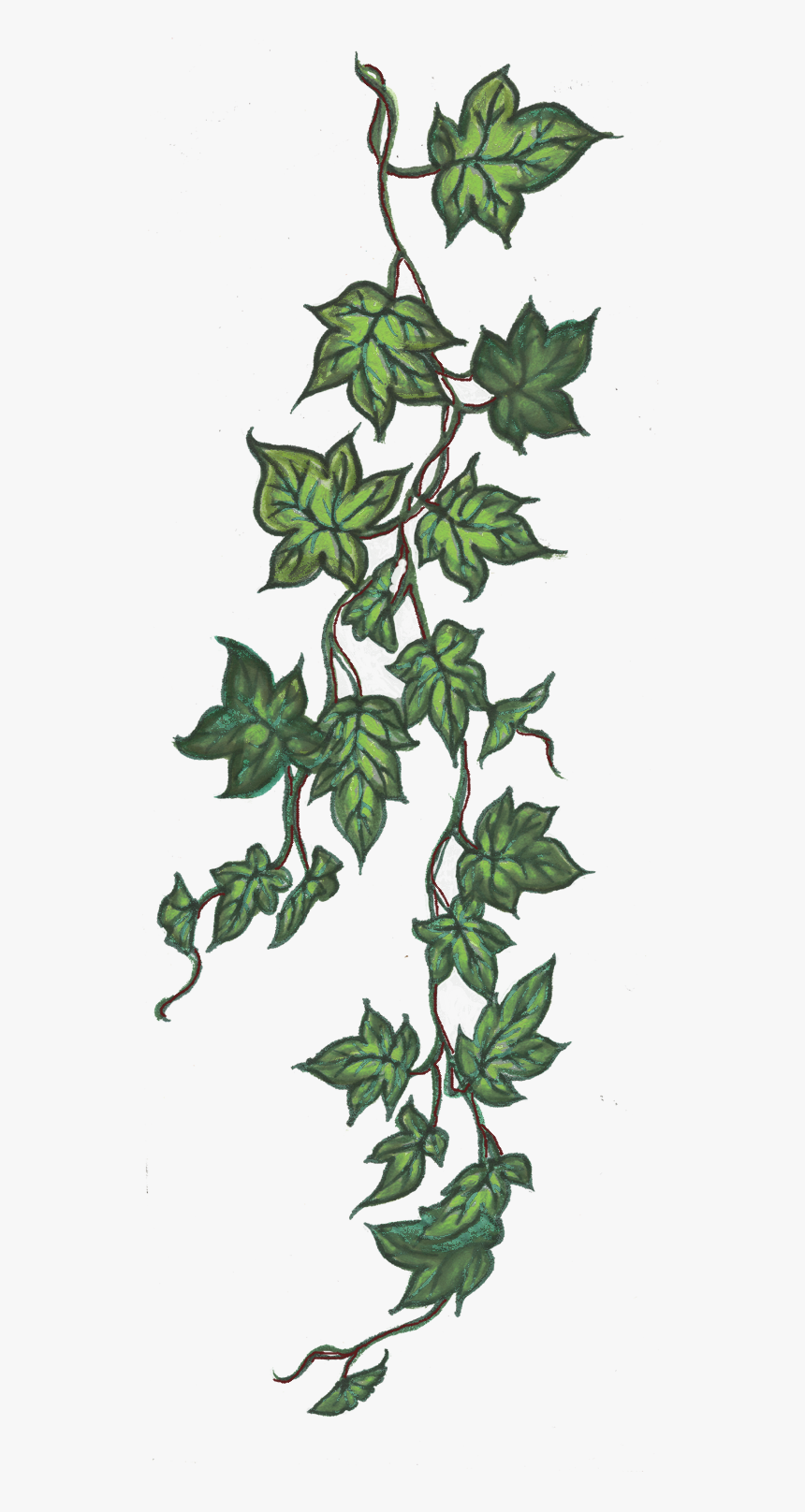 Thorn Vine Png, Transparent Png
