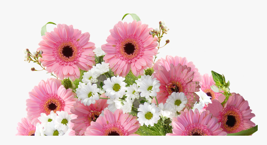 Gerbera Png Photo, Transparent Png
