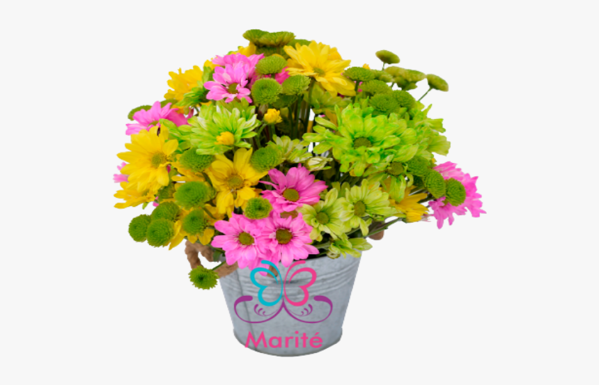 Zoomable - African Daisy, HD Png Download
