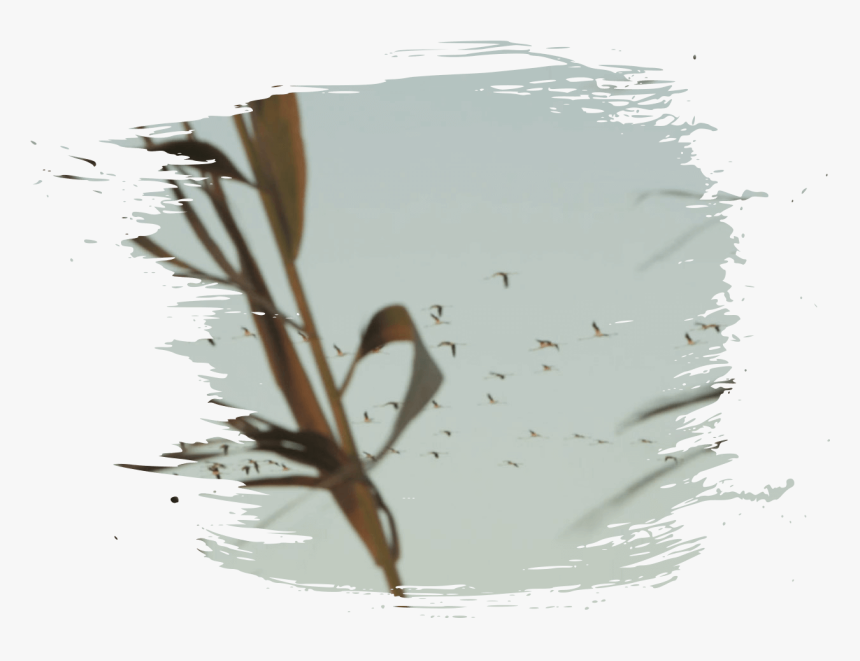 Transparent Pincelada Png - Reflection, Png Download
