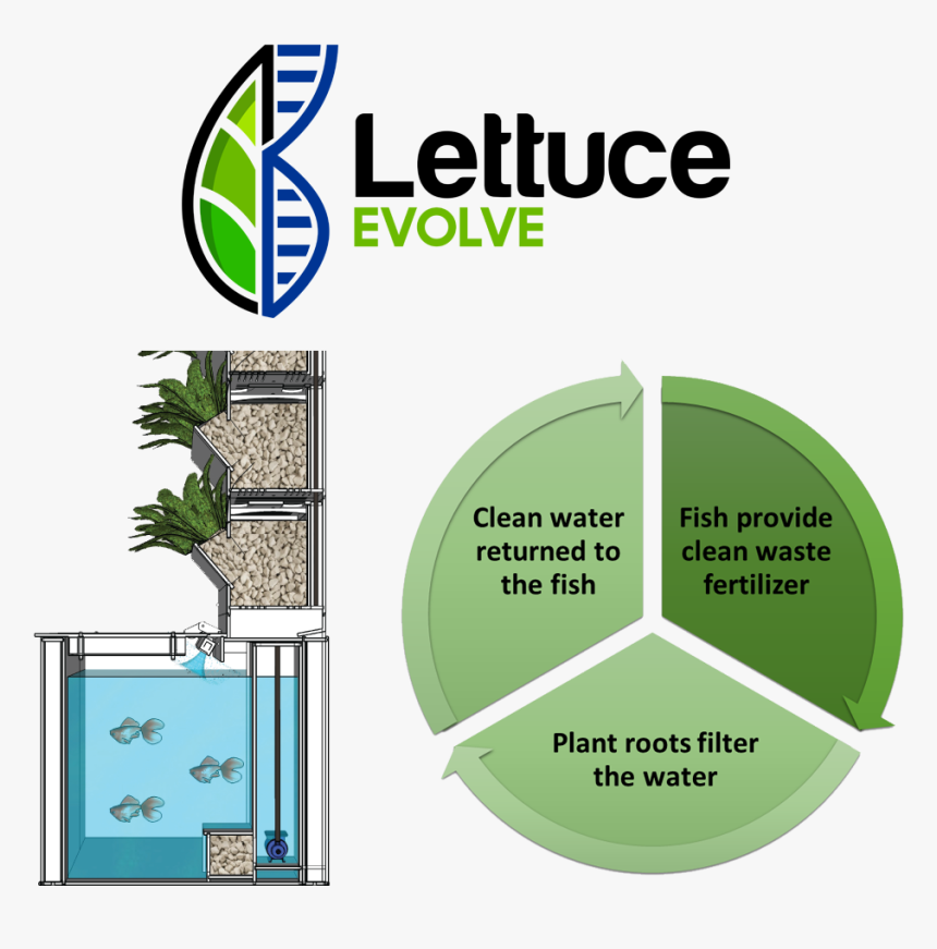 Aquarium Powered Vertical Garden - Vertical Garden With Fish, HD Png Download