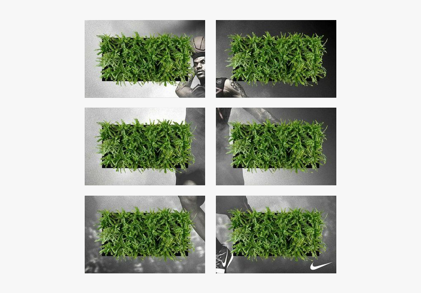 Moss, HD Png Download
