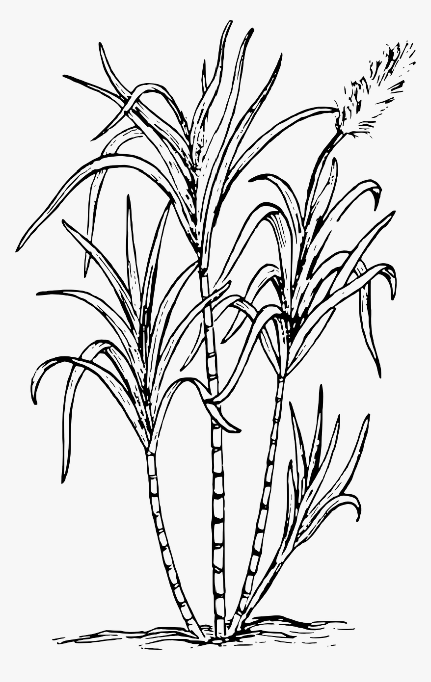 Sugar Cane Sugar Cane Clipart Black And White, HD Png Download