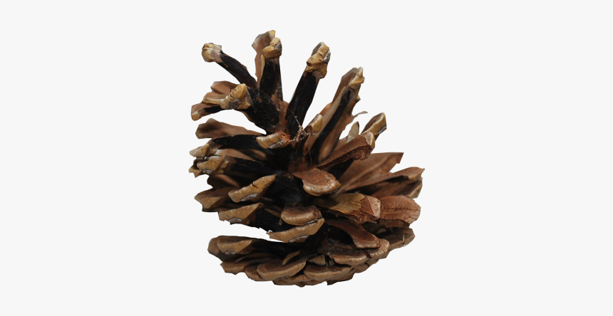 Pine Cone Transparent, HD Png Download