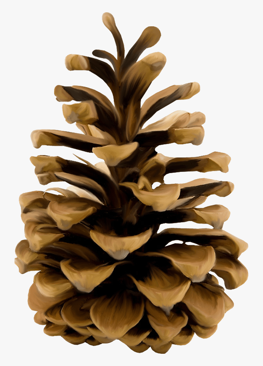 Pine Cone Illustration - Pine Cone Transparent Background, HD Png Download