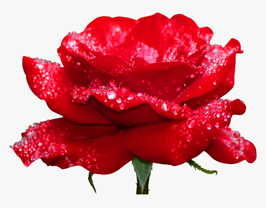 Rose Images Hd Download, HD Png Download