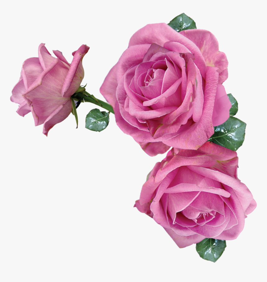 Transparent Pink Rose Flower, HD Png Download