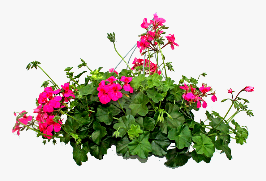 Imagenes De Plantas Png, Transparent Png
