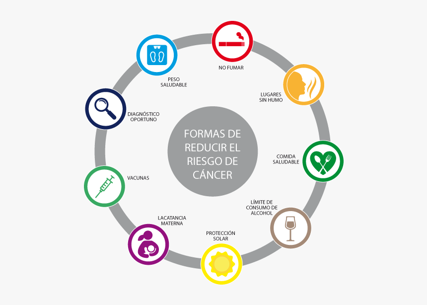Formas De Reducir El Riesgo De Cáncer - Circle, HD Png Download