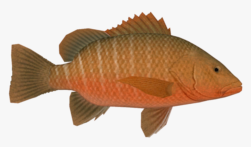 Mangroveredsnapperthom - Carp, HD Png Download