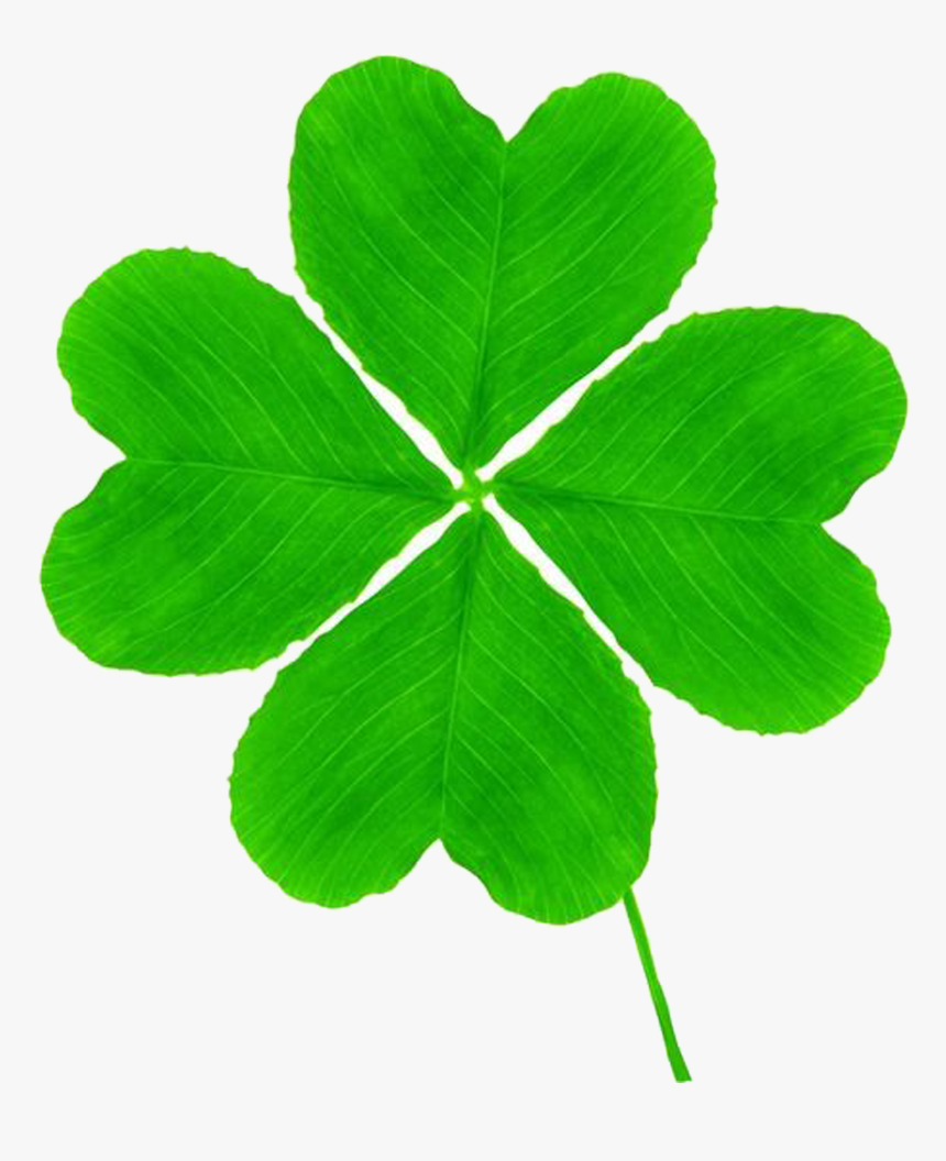 Shamrock - Clover Leaf Png, Transparent Png
