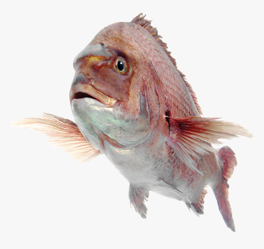 Fish Png - Transparent Background Sea Bass Png, Png Download