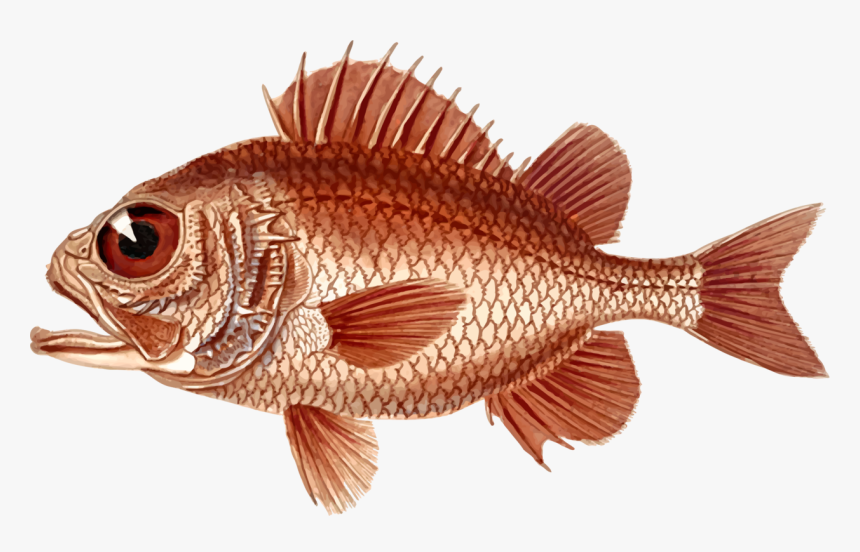 Transparent Bass Fishing Clipart - Nature Images Objects Png, Png Download